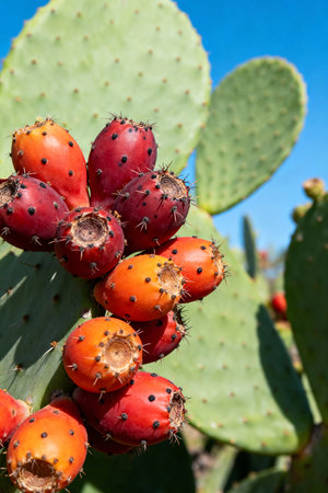 Close-up of Ripe Prickly Pear Cactus Fruits Against Blue Skyの素材