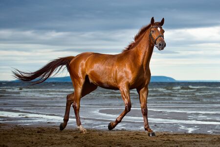 brown horse runs on the coast in cloudy weatherの写真素材
