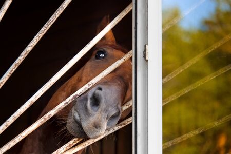 funny horse portrait looking out the windowの写真素材