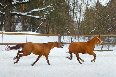 Happy red horses running in the paddock in cold winterの写真素材