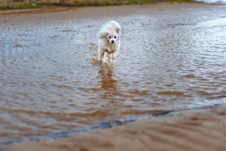 little white poodle dog on a walk, little dog in a huge worldの写真素材