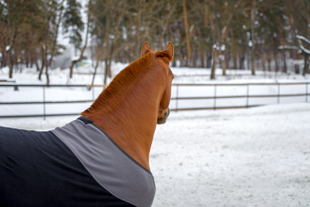 Domestic red horse walking in the snow paddock in winter. The horse in the blanket. The concept of keeping Pets.の写真素材