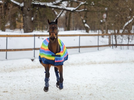 Domestic bay horse walking in the snow paddock in winter. The horse in the blanket. The concept of...