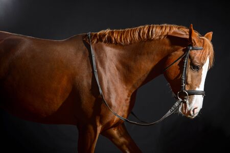 Portrait of a Bay horse with a large white spot on its muzzle in a stable on a dark background