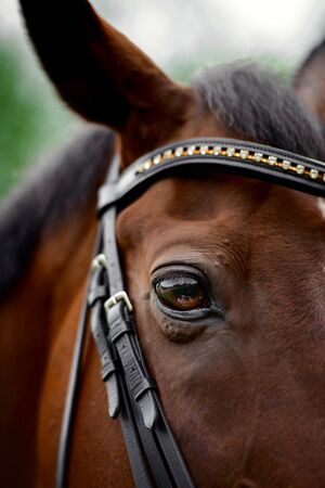 Horse's eye. Fragment of a portrait of a horse.