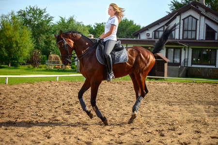 Portrait of a beautiful young girl rider and her brown horseの写真素材