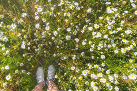 The feet of the traveler in sneakers on a Sunny meadow, first person view. Chamomile field.