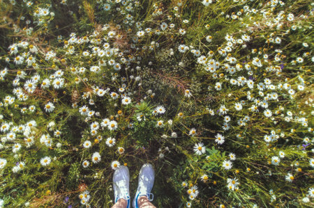 The feet of the traveler in sneakers on a Sunny meadow, first person view. Chamomile field.