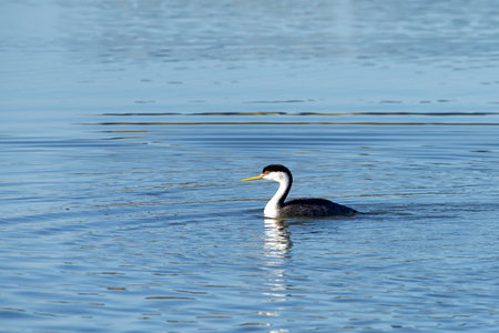 A Western Grebe swimming on a calm lake.  The western grebe is the largest North American grebe.の写真素材