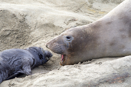 Mother and newborn baby elephant seals facing, mom vocalizing. Mom knows her pup by their scent. Mother and pup stay together for about a month, the mother feeding the baby with fat-rich milk.の写真素材