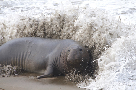 Male elephant seal on the beach hit by incoming wave, water spraying up and around his massive body. Males can weigh 4,900 to 8,800 pounds.の写真素材