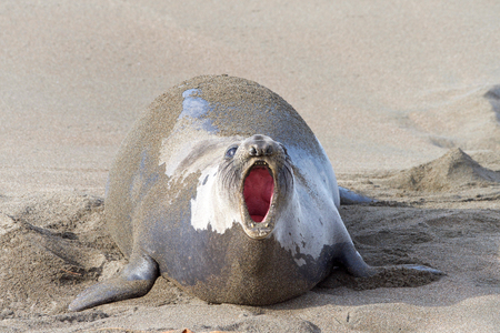 Female elephant seal pregnant hauling out on the beach in Central California, mouth open vocalizing.の写真素材