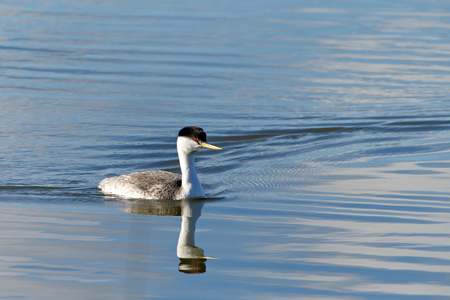 A Western Grebe swimming on a calm lake.  The western grebe is the largest North American grebe.の写真素材