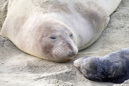 Mother and newborn baby elephant seals nose to nose. Mom knows her pup by their scent. Mother and pup stay together for about a month, the mother feeding the baby with fat-rich milk.の写真素材