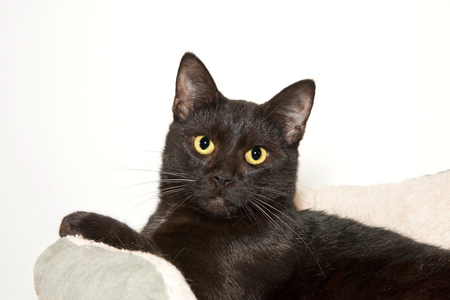 Close up portrait of an adorable black kitten with yellow eyes laying in a brown bed looking directly at viewer, off white background.の写真素材