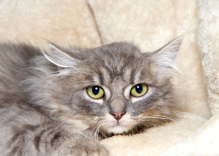 Close up portrait of one long haired grey and white tabby kitten laying in a fluffy sheepskin bed looking at viewer nervously.の写真素材
