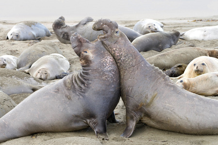 Two elephant seal bulls fighting. Bulls challenge each other for dominance. One challenges another, and one retreats. About 20 percent of challenges lead to actual fighting.の写真素材