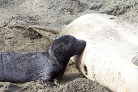 Close up of newborn elephant seal nursingの写真素材