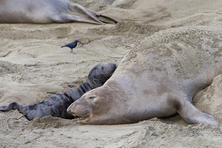 Female elephant seal with newborn pup. Mom and baby recognize each other by scent and vocalization.の写真素材