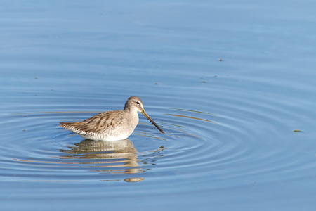 sandpiper gathered in shallow water foraging for food along the coast of Southern California.の写真素材