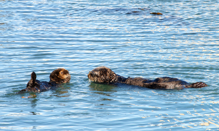 California Sea Otters grooming and playing in shallow ocean waters close to shore. Sea otters spend much of their time grooming. When eating, sea otters roll in the water frequently.の写真素材