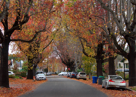 Tall Liquid ambar, commonly called sweetgum tree, or American Sweet gum tree, lining an older neighborhood in Northern California. Leaves carpeting street and sidewalks as autumn turns to winterの写真素材