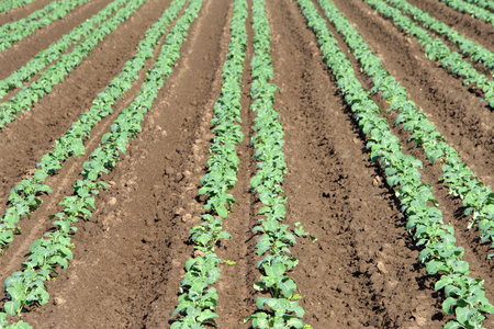 Farm land with vegetables growing in rows. Raised bed gardening, has increased yields from small plots of soil without the need for commercial, energy-intensive fertilizersの写真素材