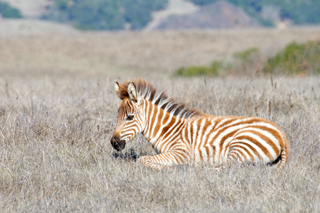Baby zebra laying in drought parched field of grass, resting. Zebras are generally social animals that live in small harems to large herds and have never been truly domesticated.の写真素材