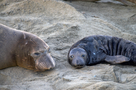 Elephant seal laying on a beach in California, mother and baby laying face to face looking towards viewer. Elephant seals take their name from the large proboscis of the adult male (bull), which resembles an elephantの写真素材