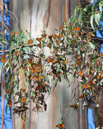 Many Monarch Butterflies clustered in a Eucalyptus Tree, trunk of the tree in the background. The monarch butterfly may be the most familiar North American butterfly and an iconic pollinator species.の写真素材