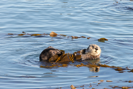 California Sea Otters grooming and playing in shallow ocean waters close to shore. Sea otters spend much of their time grooming. When eating, sea otters roll in the water frequently.の写真素材