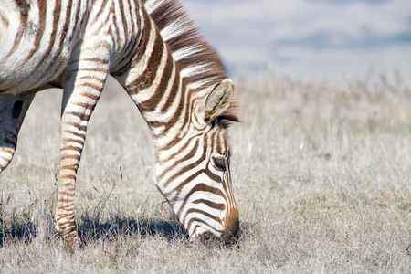 zebra grazing eating in drought parched wilderness. Zebras are generally social animals that live in small harems to large herds and have never been truly domesticated.の写真素材