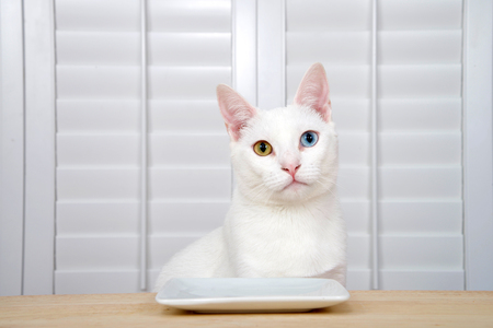 White kitten with heterochromia, or odd-eyed one yellow one blue sitting at a wood table with a square white plate looking directly at viewer.の写真素材