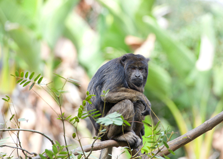 One black howler monkey in a palm tree looking around. Only the adult male is black; adult females and juveniles of both genders are overall whitish to yellowish-buffの写真素材