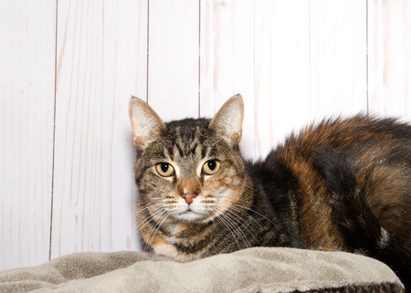 Portrait of a black and brown tabby cat laying on a bed, light wood background looking directly at viewer. Copy space.の写真素材