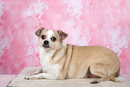 Portrait of a senior Chihuahua dog on a marbled pink background, the smallest breed of dog and is named after the state of Chihuahua in Mexico.の写真素材