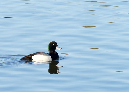 Male Greater Scaup in breeding colors swimming on calm water. A mid-sized diving duck, Greater scaup nest near water, typically on islands in northern lakes or on floating mats of vegetation.の写真素材