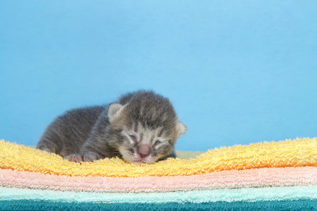 Portrait of a small dark grey stripped tabby kitten four days old laying on a stack of blankets, yellow, orange, green with blue background facing viewer. Eyes still closed, four day old newborn kitの写真素材