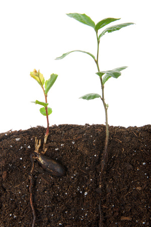 Oak tree saplings, one recently sprouted from seed, seed still attached, other plant more mature seed no longer present. Cross section view above and below ground, top section isolated on white.の写真素材