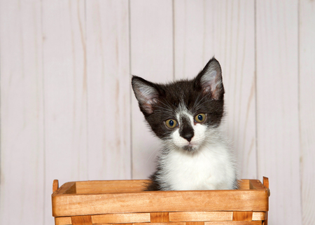 Adorable white kitten with black patches on head sitting in a wood weave basket looking at viewer. Light wood panel wall background with copy space.の写真素材
