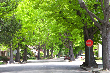 Tall Liquid amber, commonly called sweet gum tree, or American Sweet gum tree, lining an older neighborhood in Northern California. Spring, summer beginning. trees vibrant green. Stop sign on cornerの写真素材