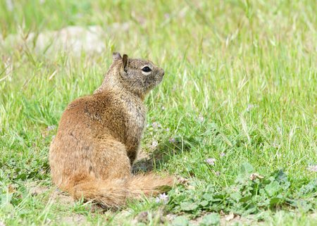 One brown ground squirrel sitting in green grass. California ground squirrels are often regarded as a pest in gardens and parks, since they will eat ornamental plants and trees.の写真素材