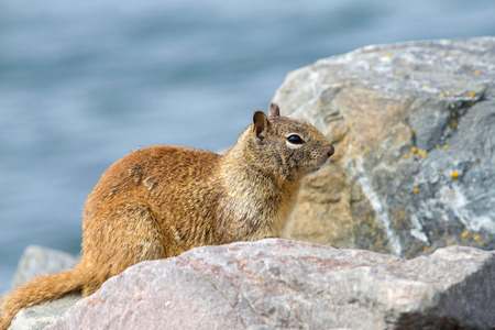 One brown ground squirrel crouched in coastal rocks. California ground squirrels are often regarded as a pest in gardens and parks, since they will eat ornamental plants and trees.の写真素材