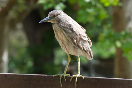 Portrait of a juvenile black crowned night heron perched on a metal fence. The young birds have...