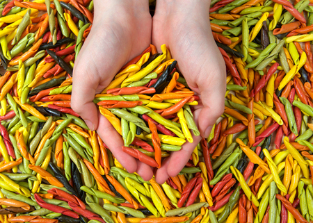 Background of bright colorful hand rolled dry pasta made from vegetables. Hands cupped holding pasta above.の写真素材