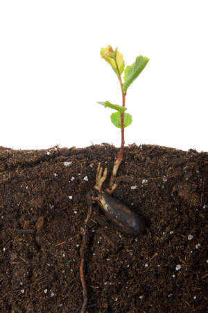 Oak tree sapling recently sprouted from seed, seed still attached. Cross section view above and below ground, top section isolated on white.の写真素材