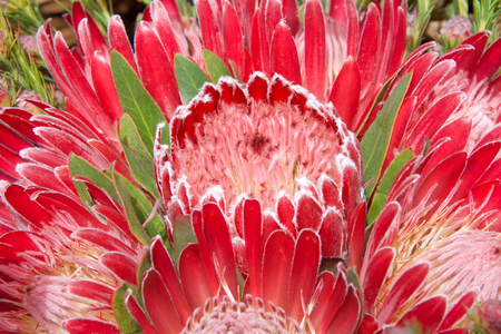 pink sugar bush protea flower, close up with leaves and other flowers in background. Proteas are currently cultivated in over 20 countries. The Protea flower is said to represent change and hope.の写真素材