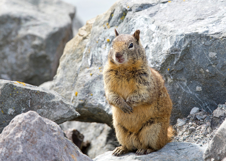 One brown ground squirrel crouched in coastal rocks. California ground squirrels are often regarded...
