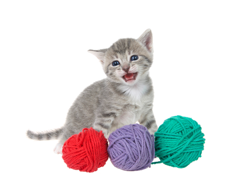 Young tabby kitten sitting isolated on white background with three balls of yarn, meowing at viewer.の写真素材