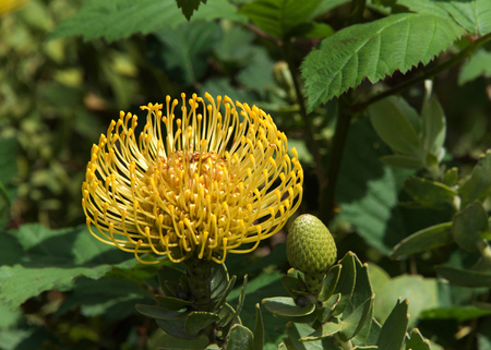 Yellow pin cushion protea flower, close up with leaves and other flowers in background. Proteas are currently cultivated in over 20 countries.の写真素材